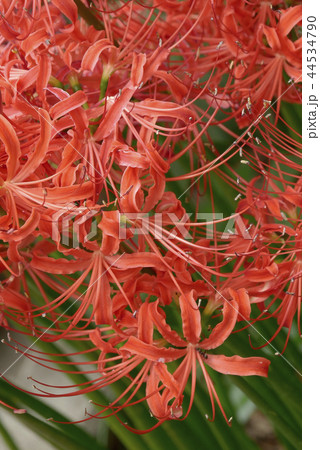 風景花写真　野草園の彼岸花　曼珠沙華　彼岸花　赤い花　赤と緑 44534790