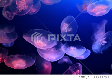 広島マリホ水族館のクラゲ 44534791