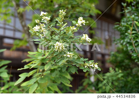 報恩大師備前四十八ヶ寺　幸福寺のに咲く白い萩の花　岡山県岡山市北区 44534836