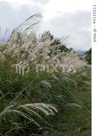 風景植物写真　秋の七草　枯れ尾花　ススキと空　お月見　草原 44535011