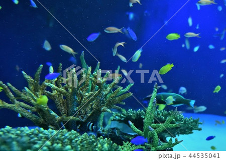 広島マリホ水族館熱帯魚 44535041