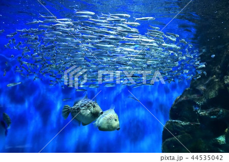 広島マリホ水族館熱帯魚 44535042