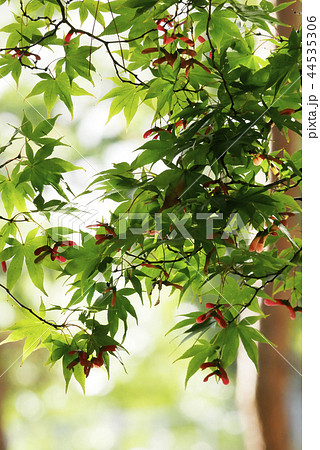 風景写真 植物写真 カエデ モミジ 小さな秋 秋の初めに 色づきの写真素材