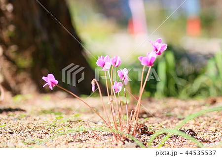 シクラメンの花 44535537