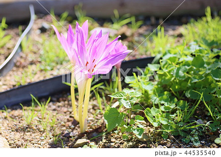 コルチカムの花 44535540