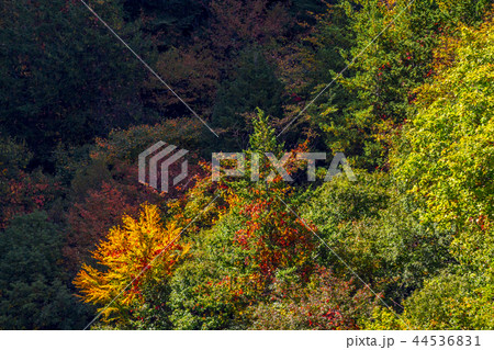 長野県　茅野市　蓼科高原　横谷観音展望台 44536831