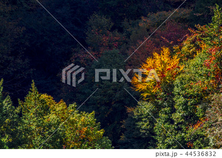 長野県　茅野市　蓼科高原　横谷観音展望台 44536832