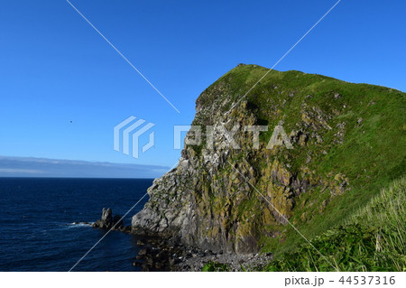 利尻島ペシ岬 44537316