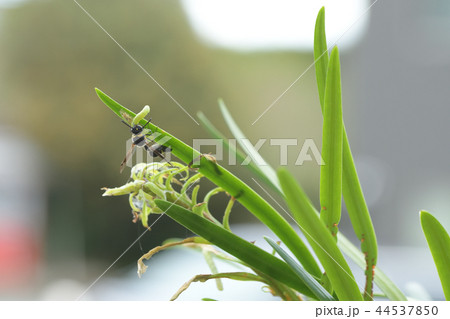 トックリバチの狩り 44537850