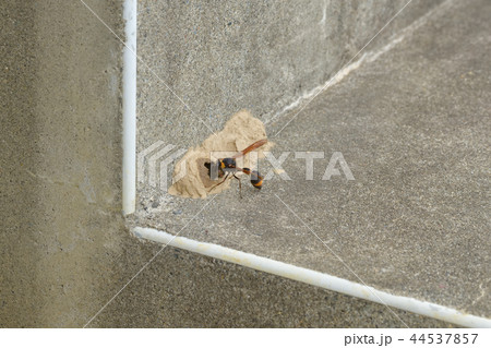 トックリバチの巣作り 44537857