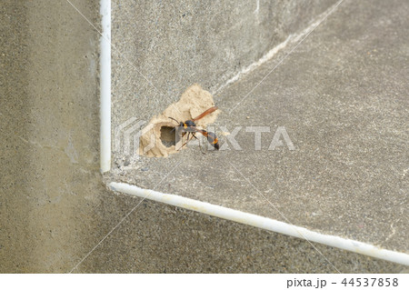 トックリバチの巣作り トックリバチの巣作り 44537858