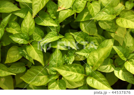 Green leaf 44537876