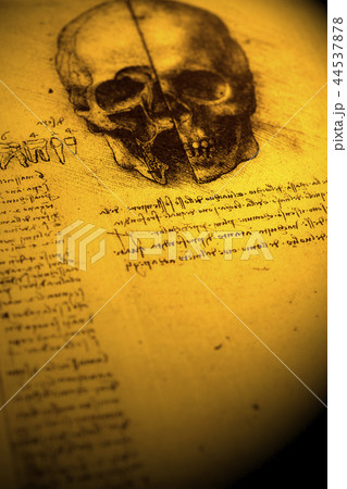 Anatomy 44537878