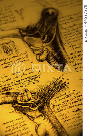 Anatomy 44537879
