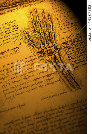 Anatomy Anatomy 44537882