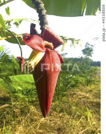 Banana blossom 44538609
