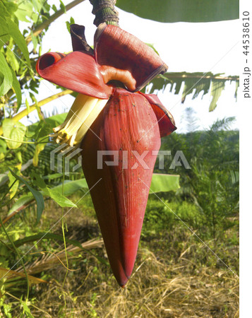 Banana blossom Banana blossom 44538610