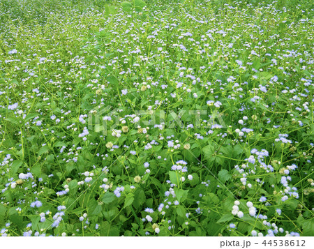 Goat weed flowers field. Goat weed flowers field. 44538612