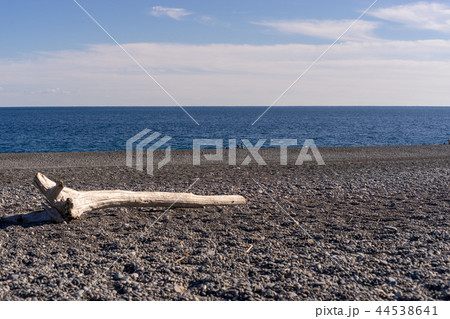 海辺の流木 44538641