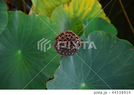 蓮の花托の写真素材 蓮の花托の写真素材
