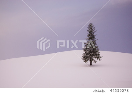 クリスマスツリーの木 クリスマスツリーの木 44539078