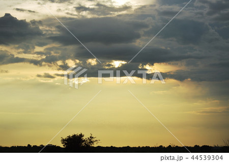 paddy field on sunset twilight sky background paddy field on sunset twilight sky background 44539304