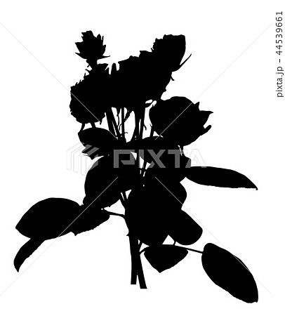Beautiful Silane White and Black Roses. Isolated on White Background. Vector Illustration 44539661