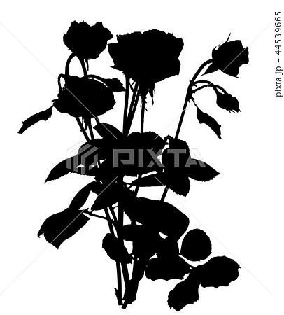 Beautiful Silane White and Black Roses. Isolated on White Background. Vector Illustration 44539665