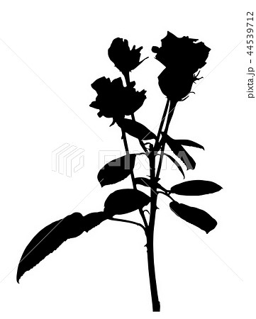 Beautiful Silane White and Black Roses. Isolated on White Background. Vector Illustration 44539712