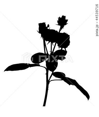 Beautiful Silane White and Black Roses. Isolated on White Background. Vector Illustration 44539716