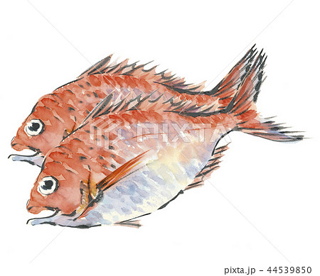 Jpirasuto0wsbjo 魚 イラスト 手書き リアル 3472