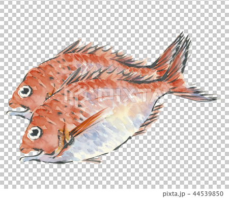 Two fish 44539850