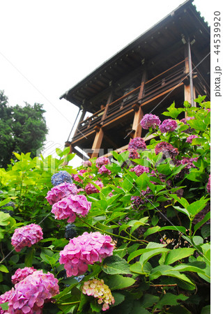 善峯寺の展望台と紫陽花 善峯寺の展望台と紫陽花 44539920