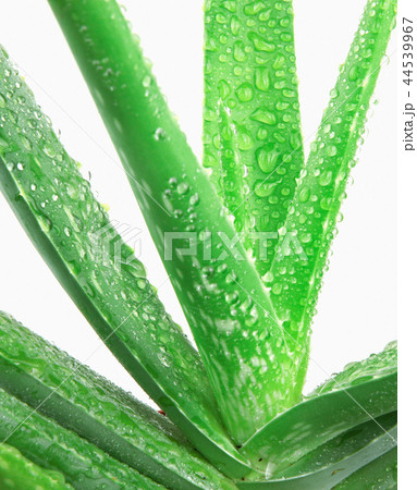 Aloe vera plant isolated on white background 44539967