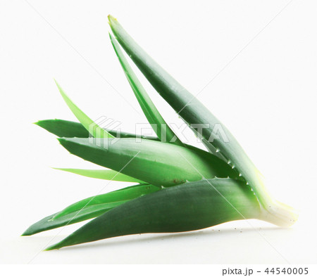 Aloe vera plant isolated on white background Aloe vera plant isolated on white background 44540005