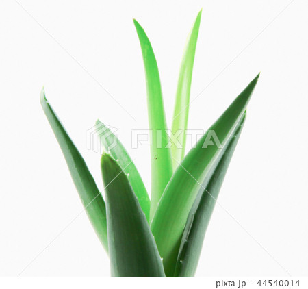 Aloe vera plant isolated on white background Aloe vera plant isolated on white background 44540014