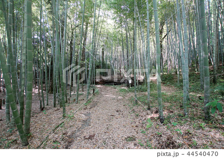 立田自然公園 立田自然公園 44540470