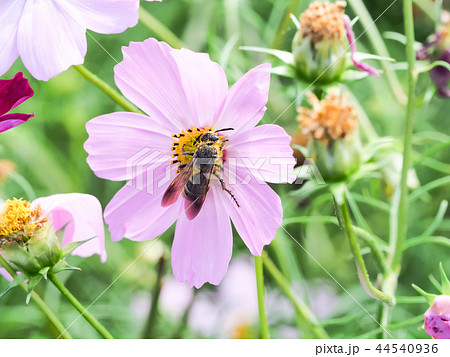 シロオビハラナガツチバチ シロオビハラナガツチバチ 44540936
