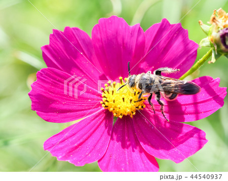 シロオビハラナガツチバチ 44540937