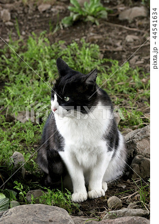 動物 お行儀の良いネコ 癒しのネコ 白黒ネコ 野良猫 逞しいネコ の写真素材