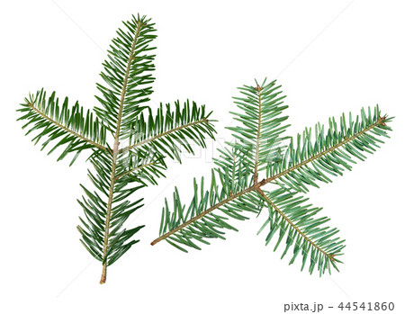 A fir tree Abies sibirica branch is isolated on a white background 44541860
