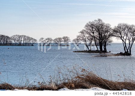湖北 (琵琶湖　1月　木之本) 44542818