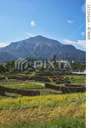 稲刈りのころの寺坂棚田 44543111