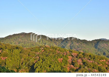 朝　みかん山の紅葉 44543149