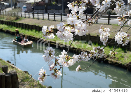 新河岸川の桜 新河岸川の桜 44543416