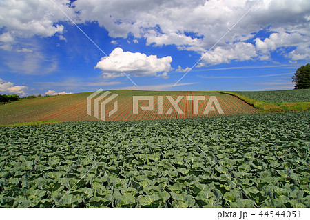 浅間山麓 嬬恋高原キャベツ 浅間山麓 嬬恋高原キャベツ 44544051