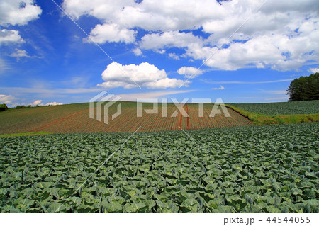 浅間山麓 嬬恋高原キャベツ 浅間山麓 嬬恋高原キャベツ 44544055