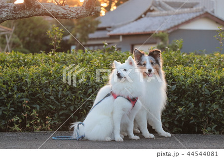 茶畑と夕日と日本スピッツとシェルティの写真素材