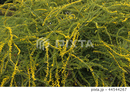 ソリダコ・ファイアーヤークス 44544267