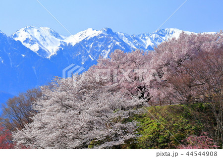 桜と残雪の中央アルプス 44544908